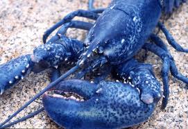 Blue lobster DLCS